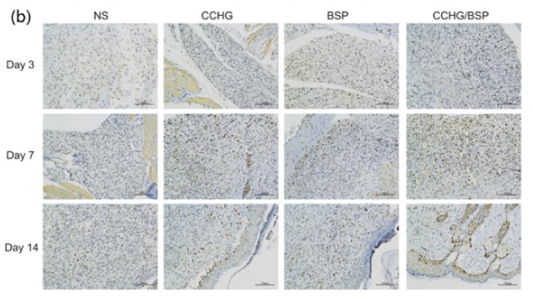 Li Xiaomei,et al-2.png