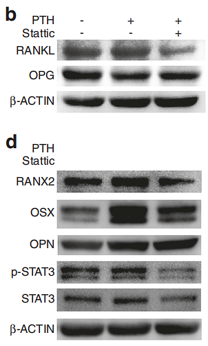 33380723 HA722023.png