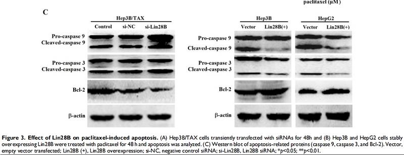 31762817 EM21002.jpg