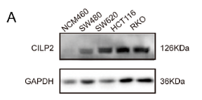 37144183 ET1601-4.png