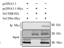 37122697 ET1611-49.png