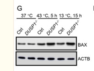 36419379 ET1603-34.png