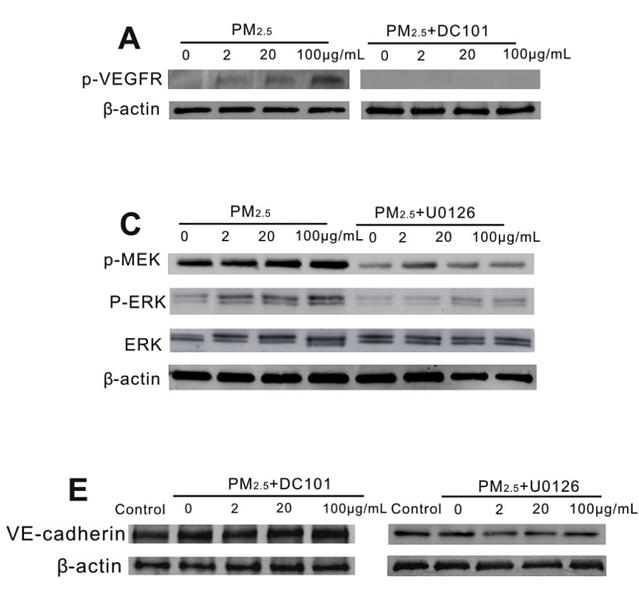 31776080 EM21002.jpg