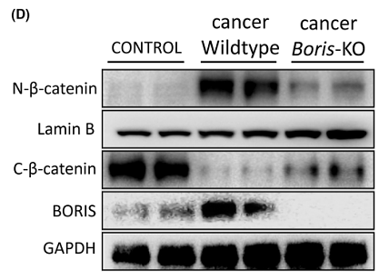 36692143 ET1606-27.png