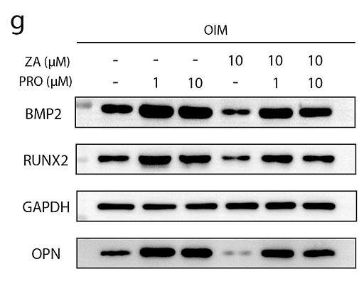 Du Qianxin,et al-4.png