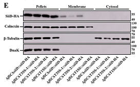 37155697 ET1611-49.png