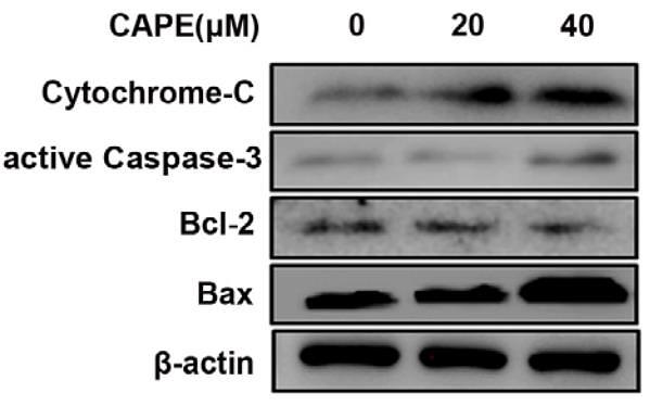 32445454 R1207-1.jpg