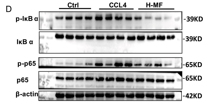 36914687 HA722023.png