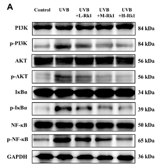 36472249 ET1603-6.png