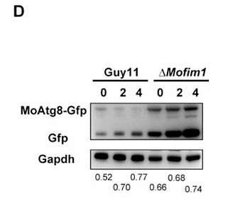 Wei Yunyun,et al-1.png