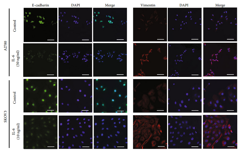 36814597 ET1610-39.png