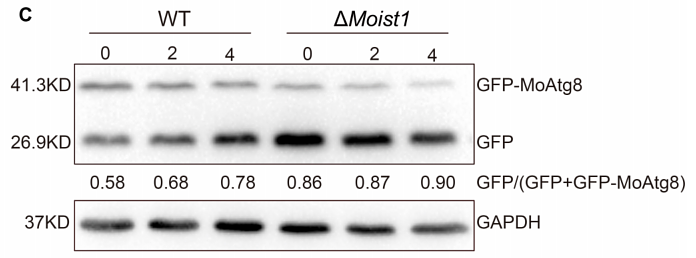 35463448 ET1601-4.png